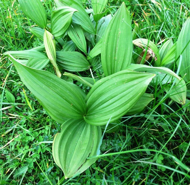 Pianta Monte Pasubio - Veratrum album